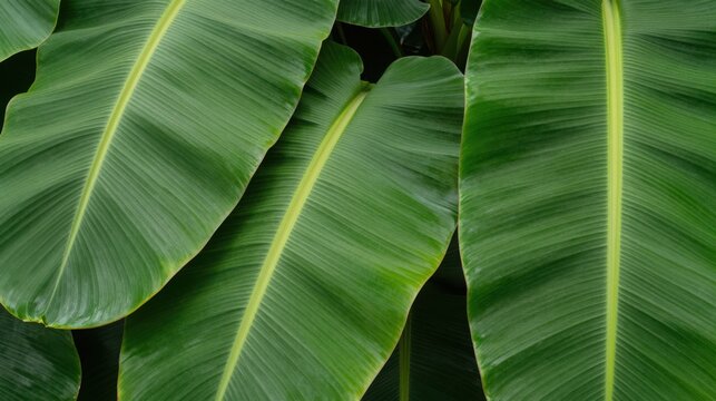 Large green banana leaves with yellow veins