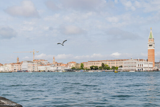 Venice lagoon skyline with San Marco bell tower and seagull