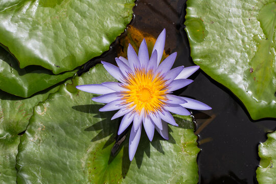 Water lily flower on pond with green leaf and reflection