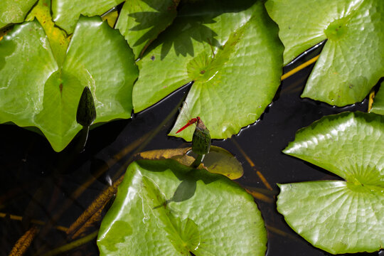 Close up of water lily pad on calm pond water surface