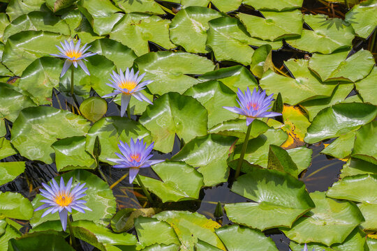 Serene water lily pond with purple bloom and green pad