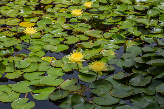 Serene water lily pond with yellow blooms and green leaves