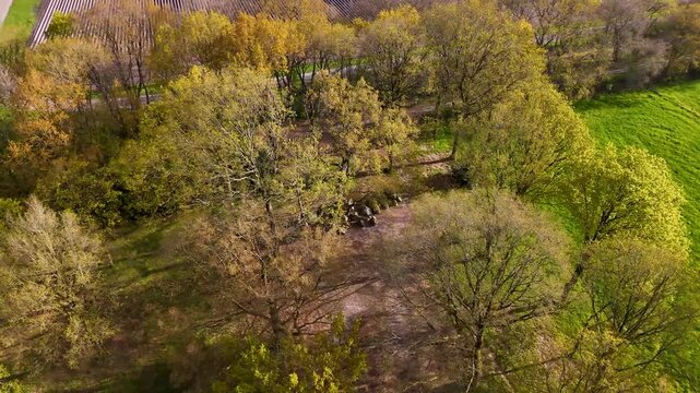 Aerial view flying over a lush green forest at sunset