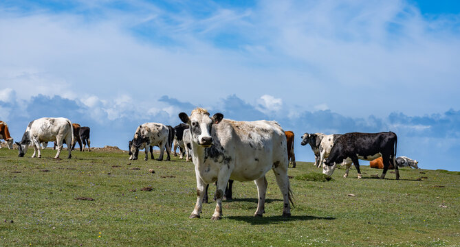 Cows Views around Pembrookshire west wales UK