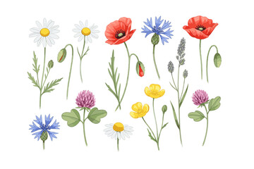 Fototapeta premium Wildflowers Collection Illustration