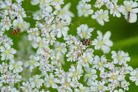 Close-up of Queen Anne's lace with insects on blooms