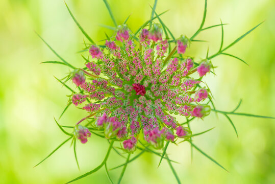 Macro view of Queen Anne's lace flower