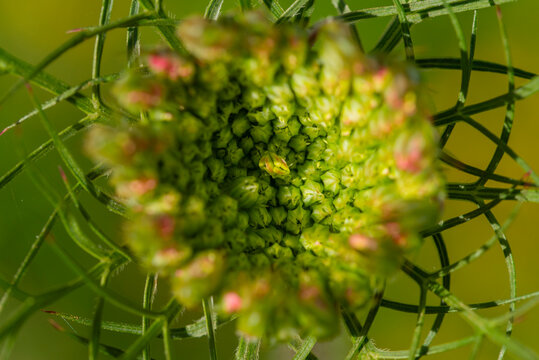 Macro view of Queen Anne's lace bud with green bokeh