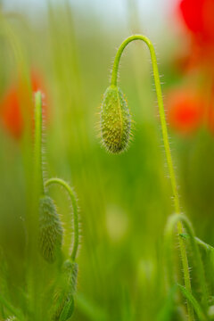 Closed poppy bud of Papaver rhoeas in soft meadow light