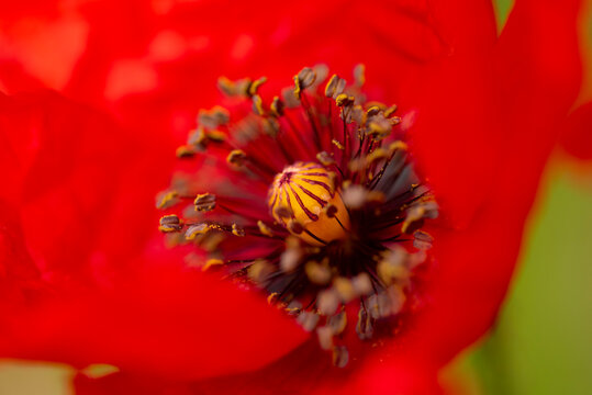 Macro closeup of Papaver rhoeas poppy flower center