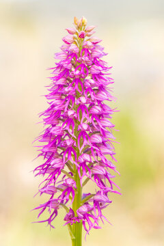 Orchis x bivonae blooming in Andalusian spring
