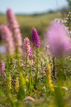 Wild orchids in the Andalusian spring landscape
