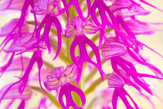 Close-up of vibrant wild orchids in spring sunlight