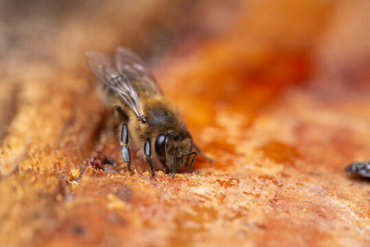 Macro of honey bee collecting nectar on ripe peach skin