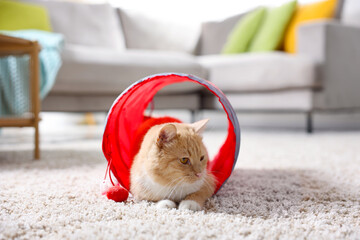 Fototapeta premium Cute cat in toy tunnel on carpet at home
