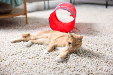 Fototapeta premium Cute cat resting on carpet and toy tunnel at home