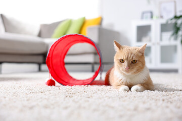 Fototapeta premium Cute cat resting on carpet and toy tunnel at home