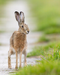 Obraz premium Field hare (Lepus europaeus) in Bird park Kosteliska near Dubnany, Southern Moravia, Czech Republic