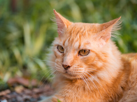 Golden cat rests outdoors, eyes alert and calm