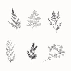 Delicate botanical branch silhouette, minimal plant illustration, airy foliage drawing © Anna Sokol