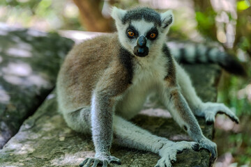 Obraz premium Ring-tailed lemur sitting on a rock in Isalo National Park