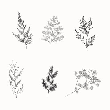 Delicate botanical branch silhouette, minimal plant illustration, airy foliage drawing