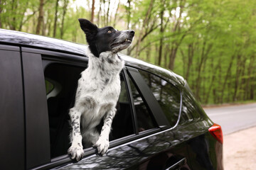 Fototapeta premium Cute dog peeking out car window, view from outside. Traveling with pet
