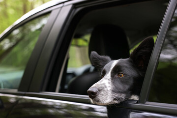 Fototapeta premium Cute dog peeking out car window, view from outside. Traveling with pet