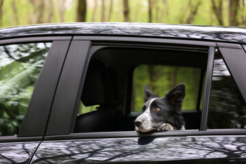 Fototapeta premium Cute dog peeking out car window, view from outside. Traveling with pet