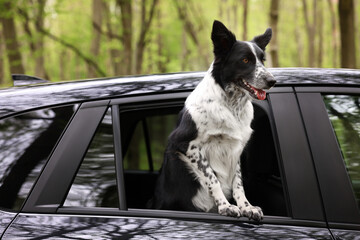 Fototapeta premium Cute dog peeking out car window, view from outside. Traveling with pet