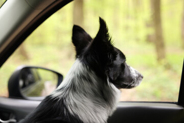 Fototapeta premium Cute dog looking out car window, view from inside. Traveling with pet