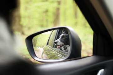 Fototapeta premium Cute dog looking out car window, view through side mirror. Traveling with pet