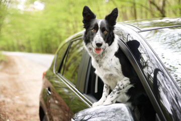 Fototapeta premium Cute dog peeking out car window, view from outside, space for text. Traveling with pet