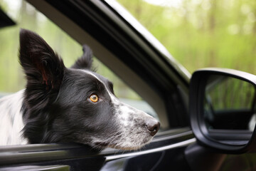 Fototapeta premium Cute dog peeking out car window, view from outside. Traveling with pet