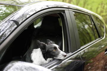 Fototapeta premium Cute dog peeking out car window, view from outside. Traveling with pet