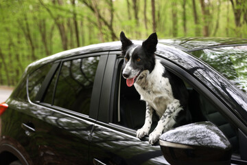 Fototapeta premium Cute dog peeking out car window, view from outside. Traveling with pet