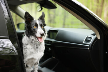 Fototapeta premium Cute dog in car, space for text. Traveling with pet