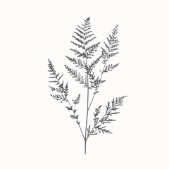 Botanical branch delicate foliage illustration, minimal plant  © Anna Sokol