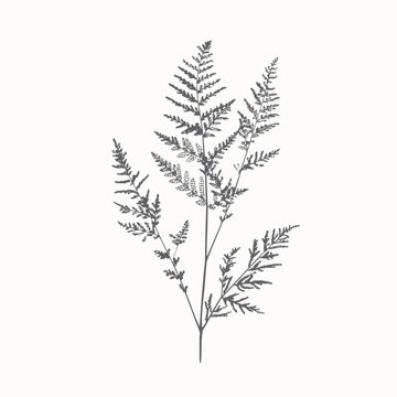 Botanical branch delicate foliage illustration, minimal plant 