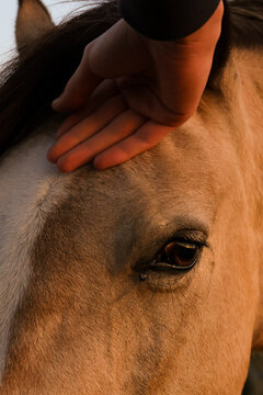 Serene moment with a horse during golden hour