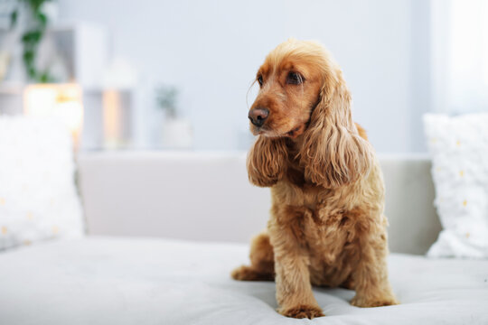 English Cocker Spaniel dog on sofa at home, space for text