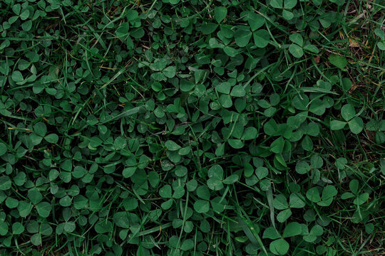 Saint Patrick's day green clover leaves background