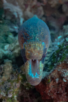 Close-up of moray eel at thila reef with open mouth