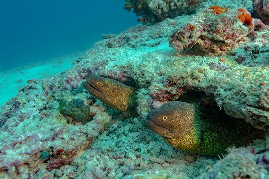 Moray eels resting on thila reef near a cleaning station