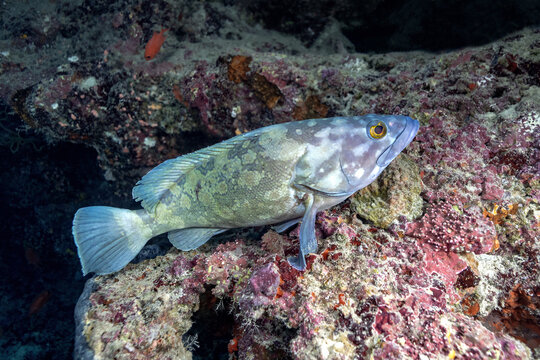Underwater grouper on thila reef during current dive
