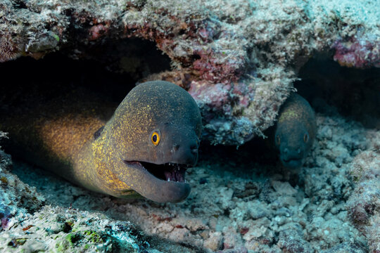 Underwater moray eel resting in coral thila crevice