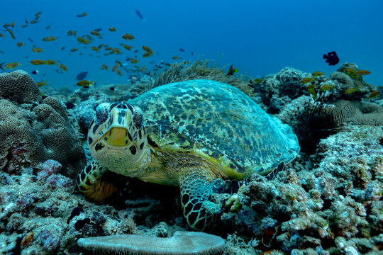 Green sea turtle at reef cleaning station in strong current