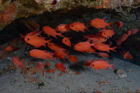School of red reef fish sheltering under coral thila