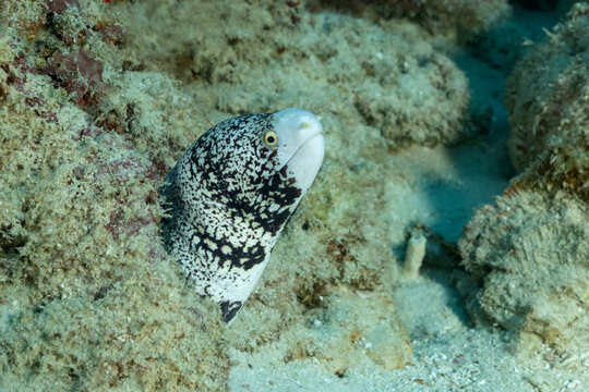 Scuba diving at thila reef with spotted moray eel