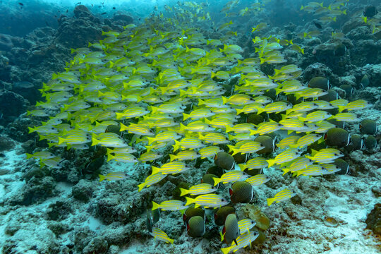 School of yellow fish over coral reef at thila site